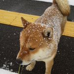 寒い季節に芝犬に雪が積もると…wなぜか鈴カステラが食べたくなっちゃう人が急増w