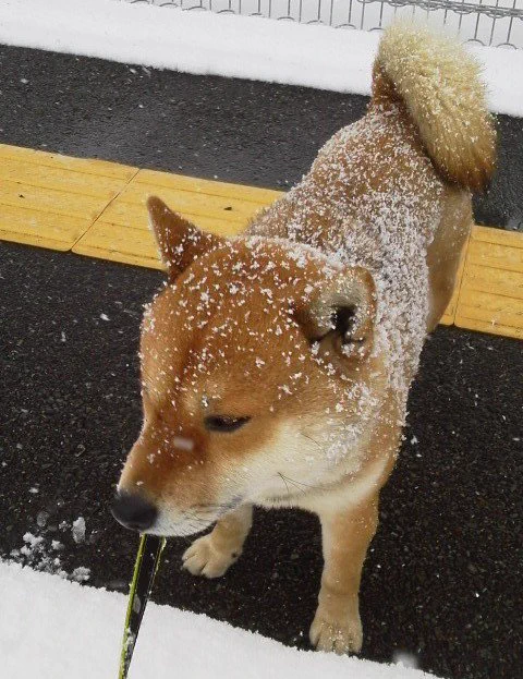 寒い季節に芝犬に雪が積もると…wなぜか鈴カステラが食べたくなっちゃう人が急増ww