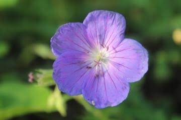 花の妖精チャッピー Al Twitter 風露草 フウロソウ 花言葉 変わらぬ信頼 陽気 別名ゲラニウム ゲンノショウコ 世界各地に 約400種以上が知られている 日本には帰化種を含めて13種ほど 花は白や淡紅色 ピンク 紫などの五弁花 葉は5裂する