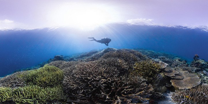 The #50reefs initiative gives hope that we can restore and protect #OurOcean ow.ly/QXDS309WO9j