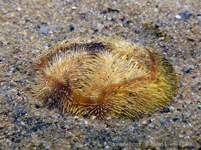 DORIS_ffessm's tweet photo. 9 mois d'incubation chez un #oursin ! C'est l'abatus des Kerguelen (nouveauté #DORIS):
Abatus cordatus, https://t.co/a9mV9SGsnk
#echinoderme https://t.co/lRF9X7E3gy