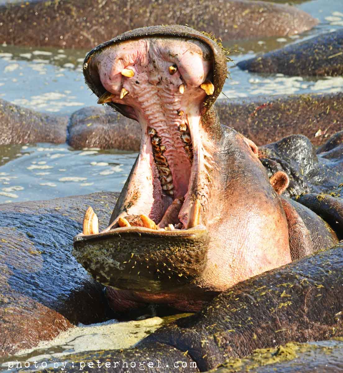 EdenAdventureug's tweet photo. Beautiful wildlife species you will see during a ugandan safari with #edenadventures #exploreuganda #beautifulcountry https://t.co/bmxqAjqWjQ