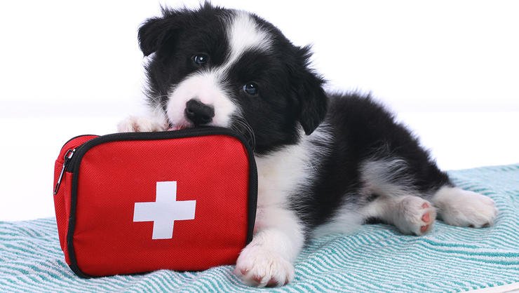 OrganicLifeMag's tweet photo. 5 first-aid essentials every pet owner should know: https://t.co/E2wwMXeTUy https://t.co/Ye3aDuS61A