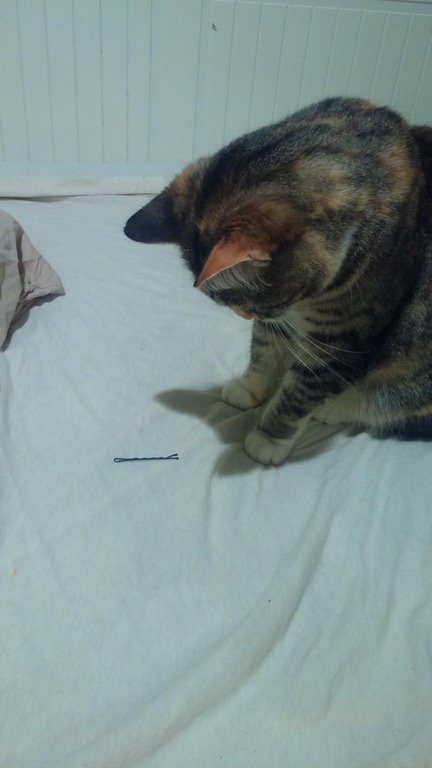 許さニャい 浮気してたなんて 飼い主の恋人が残したヘアピンを発見して立ち尽くす猫の画像が話題に ねとらぼ Itm Nlabから ねとらぼ Scoopnest