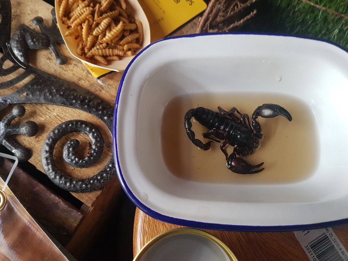 DerbyFood's tweet photo. Bushtucker trial today, try it now  ....#freshisbest #derbyuni #sharethelove @Chartwells_UK @compass_group @BigChefAndrew @RedChefHart https://t.co/0vsQyr7TP9