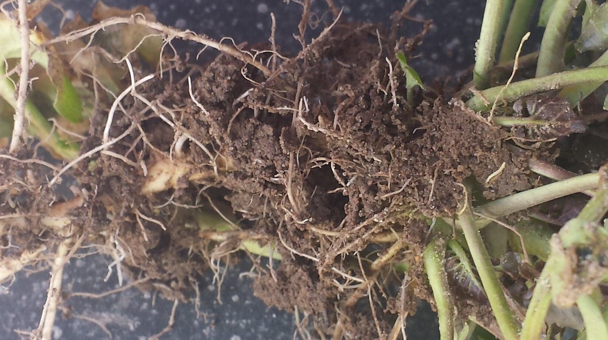 Vidzemes viducī zvēre ir pamodusies. Starts ir dots! Rapsis šajā laukā vēl tikai mostas,bet spēcīgs pēc ziemas.