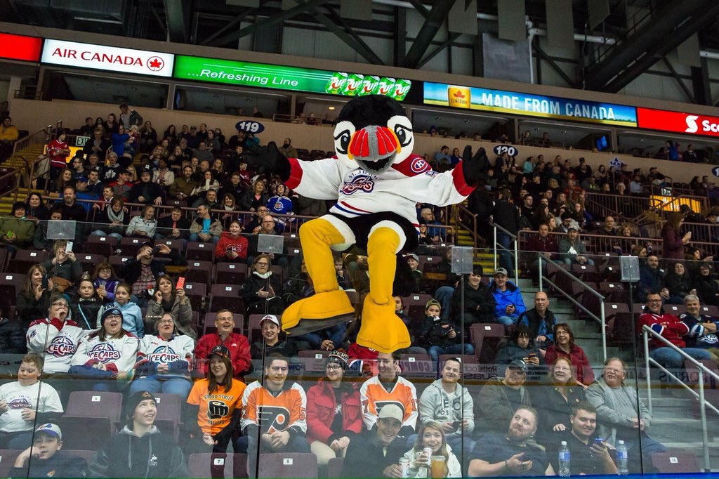 Image result for photos of buddy the puffin