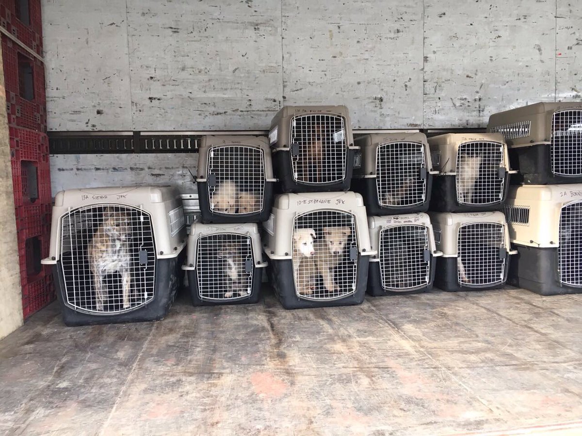 Humane World for Animals News tweet media