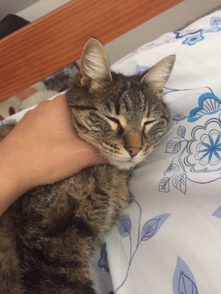 NeckDogs's tweet image. #NeckDogsChallenge #NeckCatsChallenge