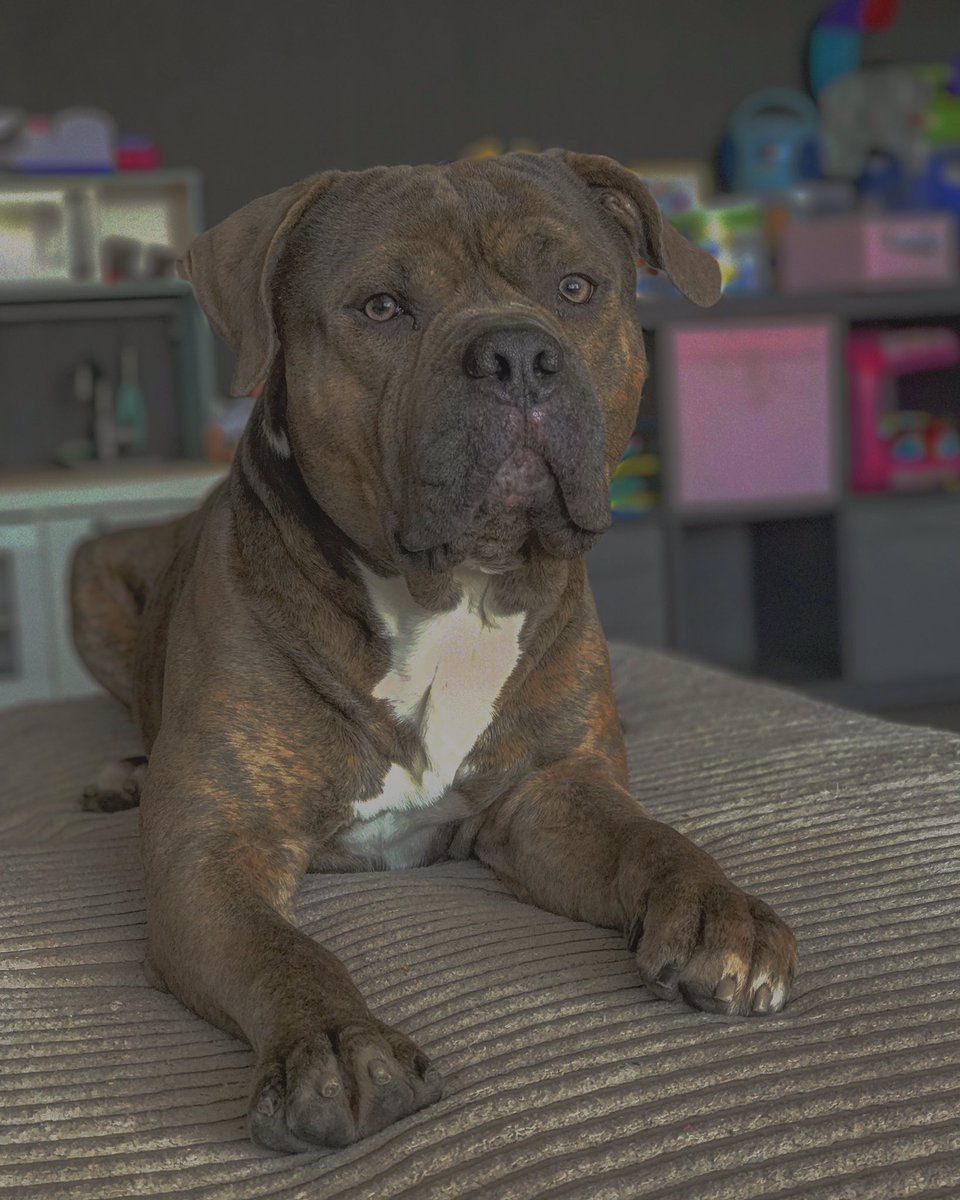 StefanoX010's tweet photo. Bought an new friend for my dog. Here is the new kid on the block😍 #patron #baelee #americanbully https://t.co/WqivLZXdRf