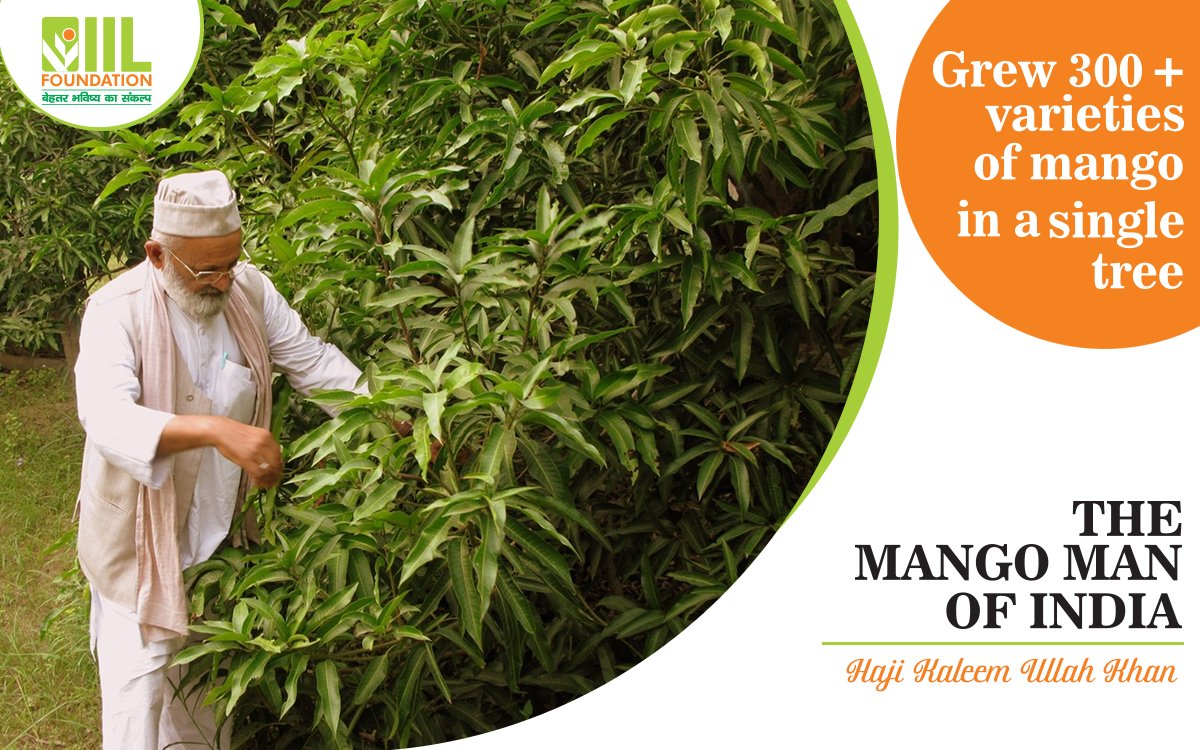 IIL_Foundation's tweet photo. Meet Haji Kalimullah  is known for his extraordinary feat of growing over 300 varieties of mangoes in a single tree. https://t.co/hZQdaDuCvm