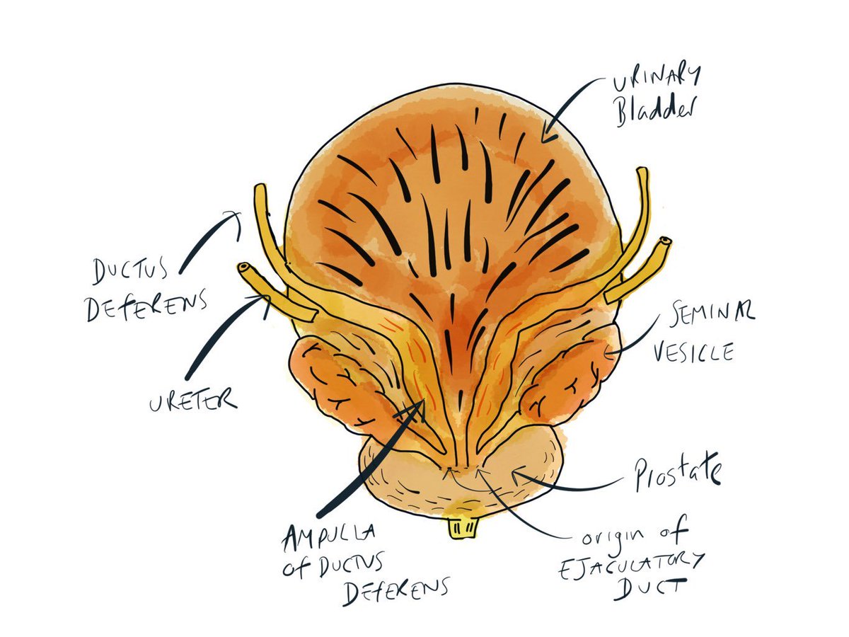 New taster vids available on #instagram perfect for #ELCsoton #anatomy #medicalstudent #medicine