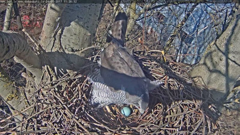 Pirmā šīs sezonas ola sagaidīta! Vistu vanagu pārim Rīgā! youtube.com/watch?v=uzioHR…
Forums: dabasdati.lv/forums/viewtop…
