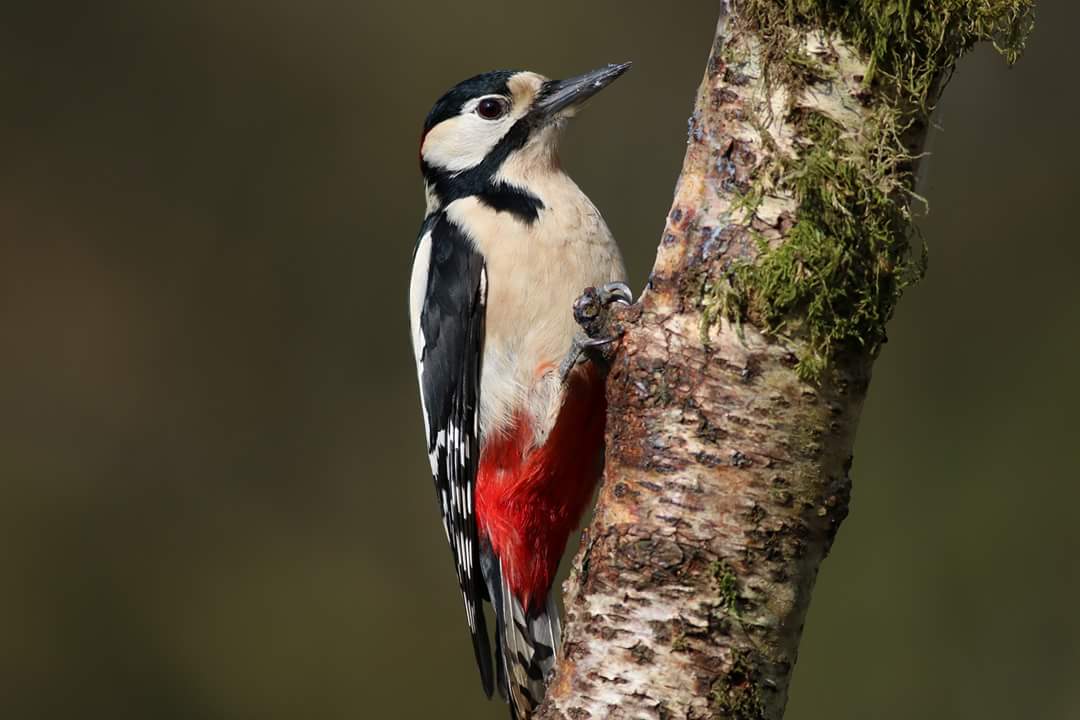 Scottmcgregor77's tweet photo. Some pics from an amazing day yesterday #scottishwildlife #nature https://t.co/gxUaloniDL