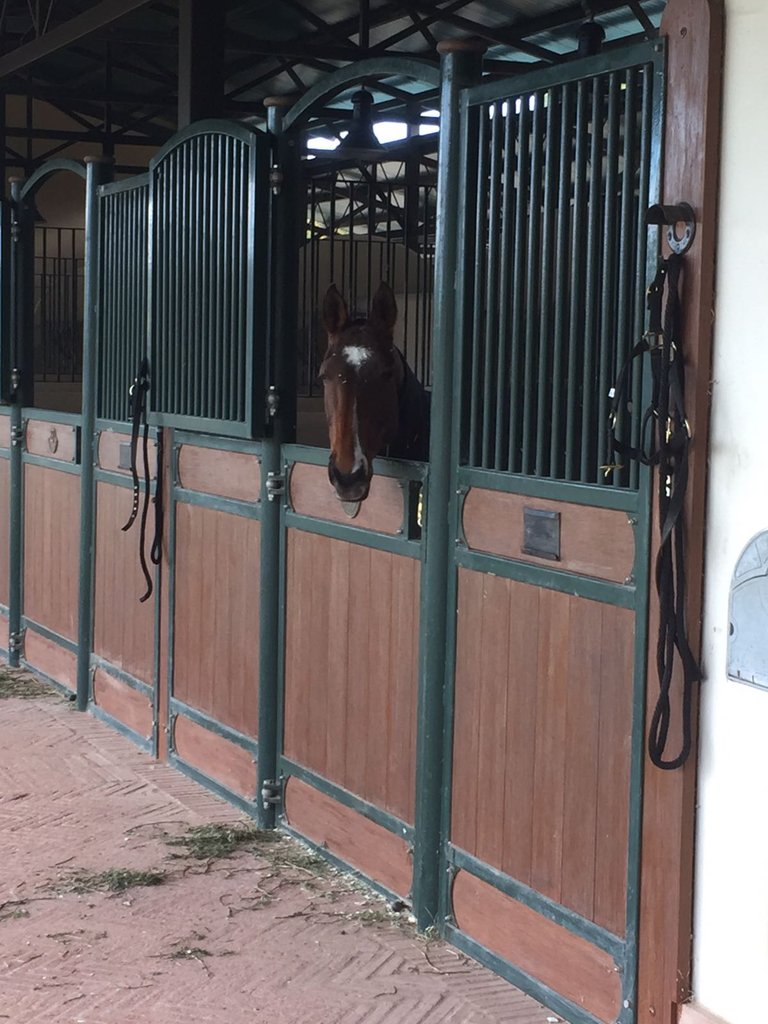 madforitme's tweet photo. Ponies all tucked up in their luxury accommodation at #santamariapoloclub https://t.co/FxnuskIgLn