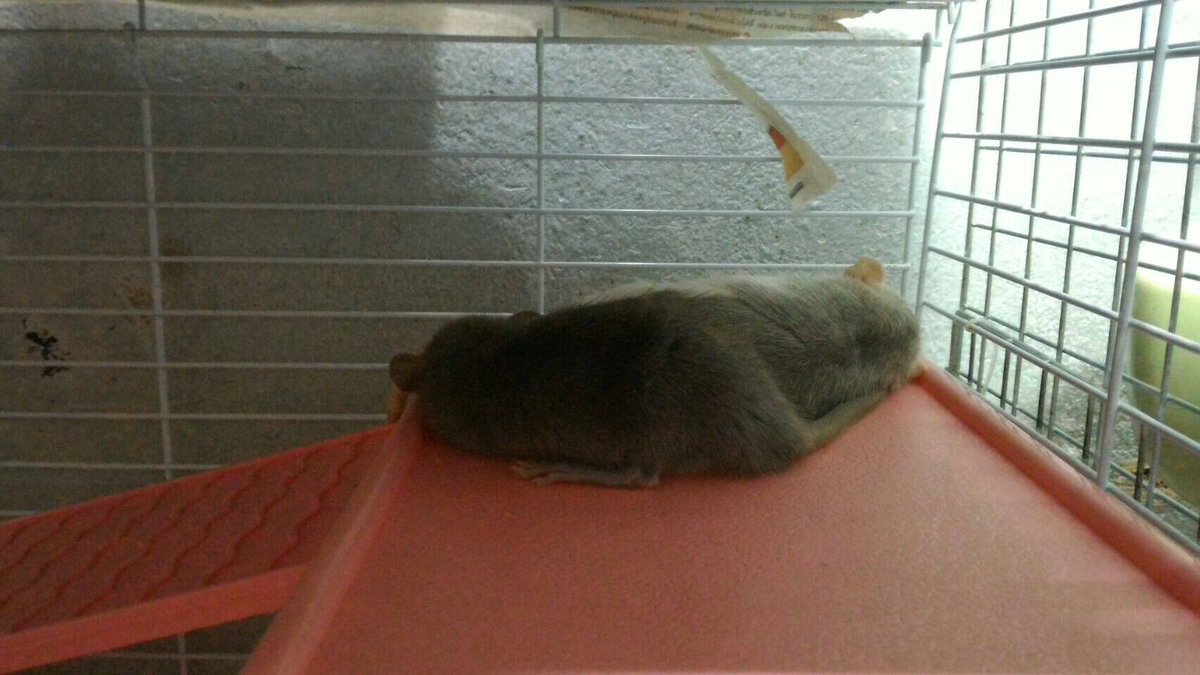 Bvezeza's tweet photo. อวยเบค่อน &amp; ไบโอ หลังจากห่างหายไปนาน 🐁 https://t.co/WjH9VDwETt