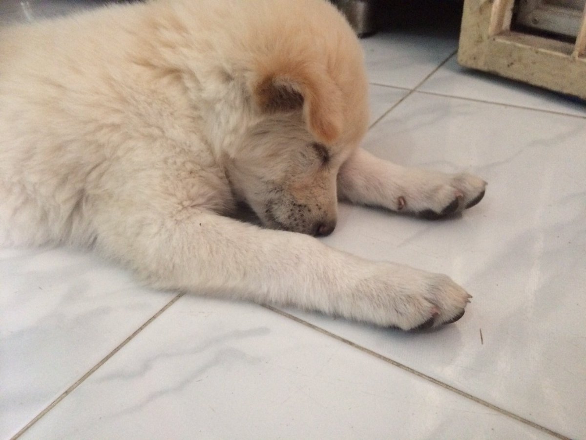 Bvezeza's tweet photo. ลูกพี่ฝรั่งและน้องฟูจิ ~ https://t.co/5wKRBukoBb