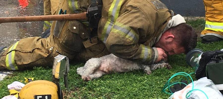 VÍDEO ► Un bombero salva la vida a un perro practicándole el boca a boca durante 20 minutos atres.red/s17nw1