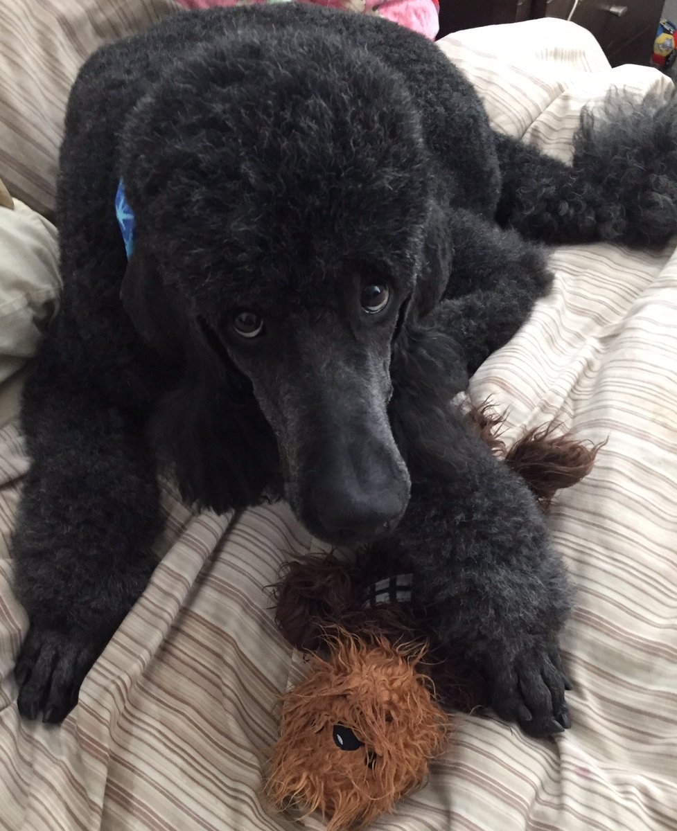 gforcewhoo's tweet photo. Flynn is #AlsoNotAWolf and definitely not a ferocious beast until you try to touch his Chewbacca.... #HeyNext https://t.co/zC4SX305Ng