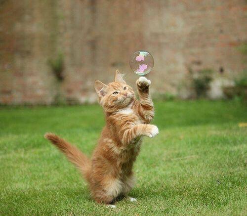 Thank you <a href="/Elverojaguar/">The Cult Cat</a> for
all the fun photos and videos
you bring to my timeline ☺️
Happy weekend <a href="/vida_ying_yang/">Ela Enterprise</a>