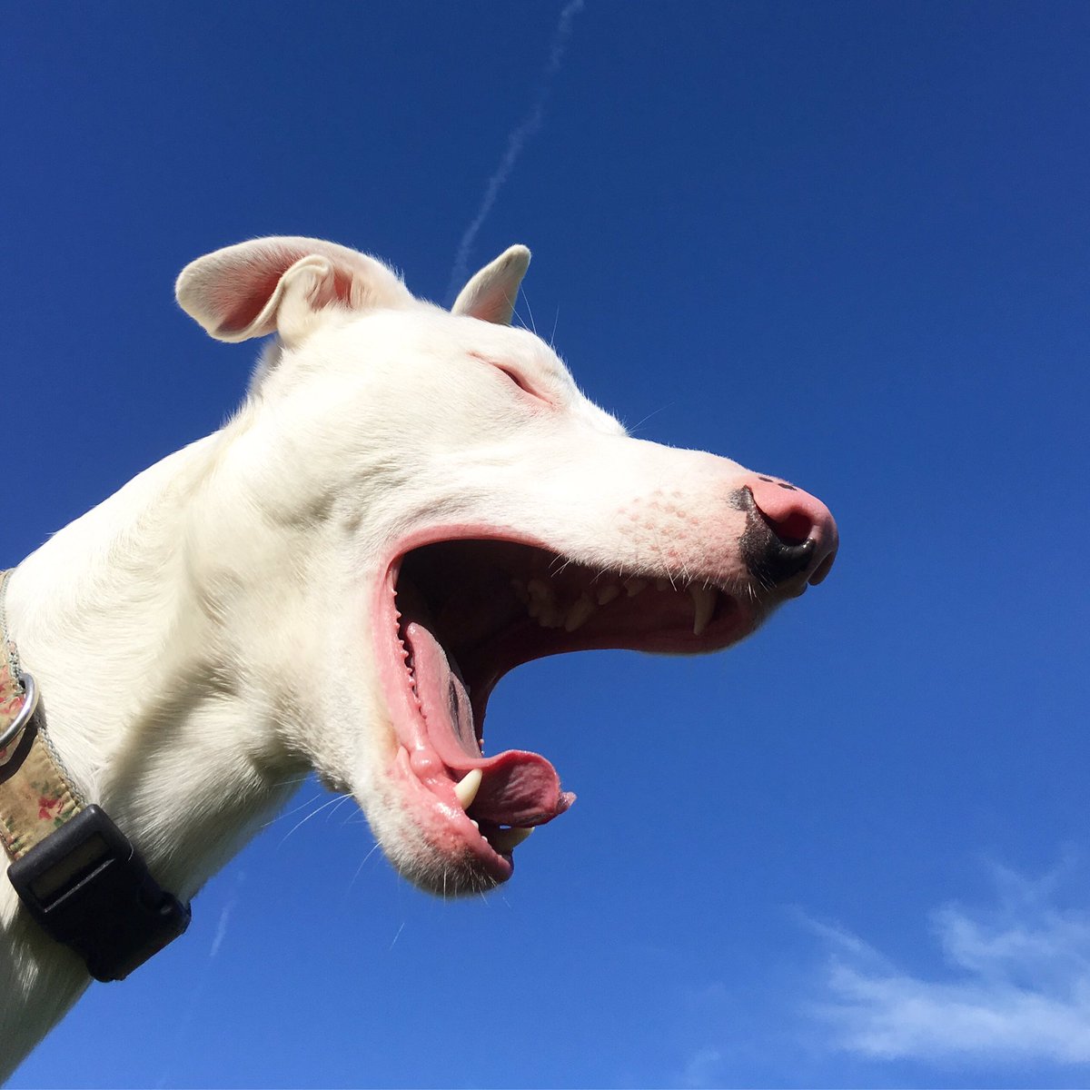 FinleyFishcake's tweet image. #ThankGodItsFriday