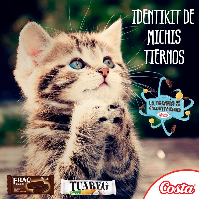 MonoCostapy's tweet photo. ¿Te hacen cara tiernita para pedirte tus galletitas? ☺😂 Etiquetá a tu amigo “tierno” https://t.co/oyJsPd2fjy