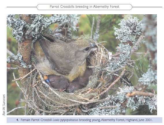 Parrot Crossbill nest