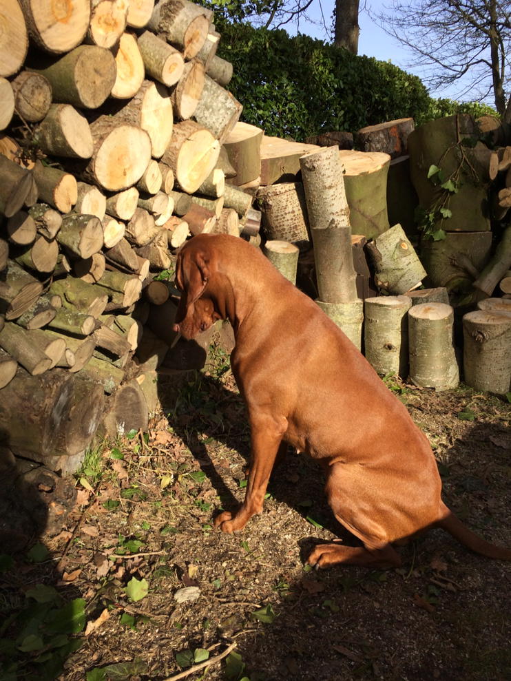 Another lost collar - it's in there somewhere...