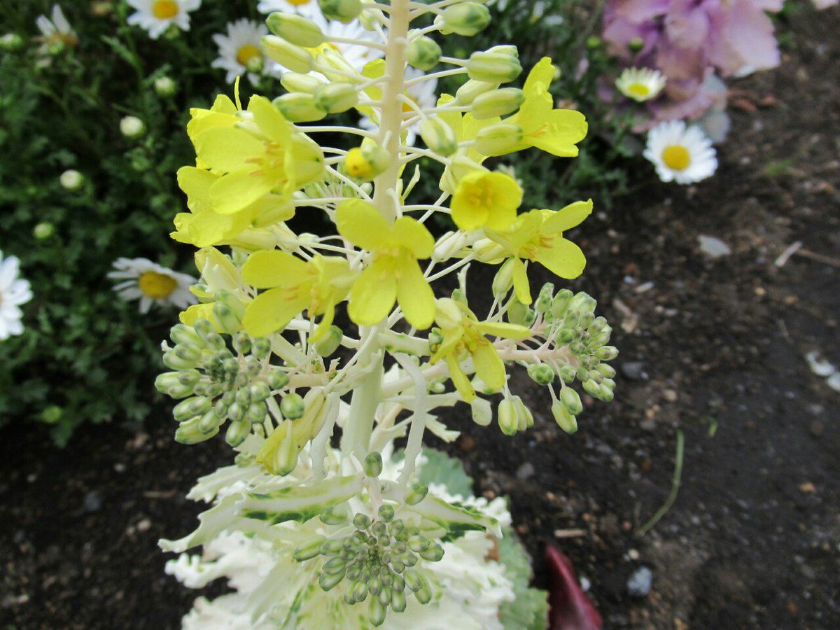 1000花 85 ハボタン アブラナ科 欧州原産 江戸以前渡来 葉を観賞するために冬花壇に植えられるが 放置すれば春に開花する ケールの改良種とされる ケール キャベツ カリフラワー ブロッコリー コールラビなどは全て野生キャベツの変種で同