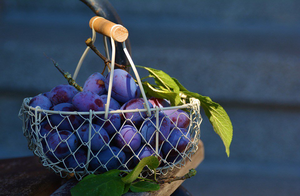 EpicureFactory's tweet photo. 5 Fantastic Health Benefits of Plums https://t.co/NvV2HeFNLF https://t.co/lDchtgwyc9