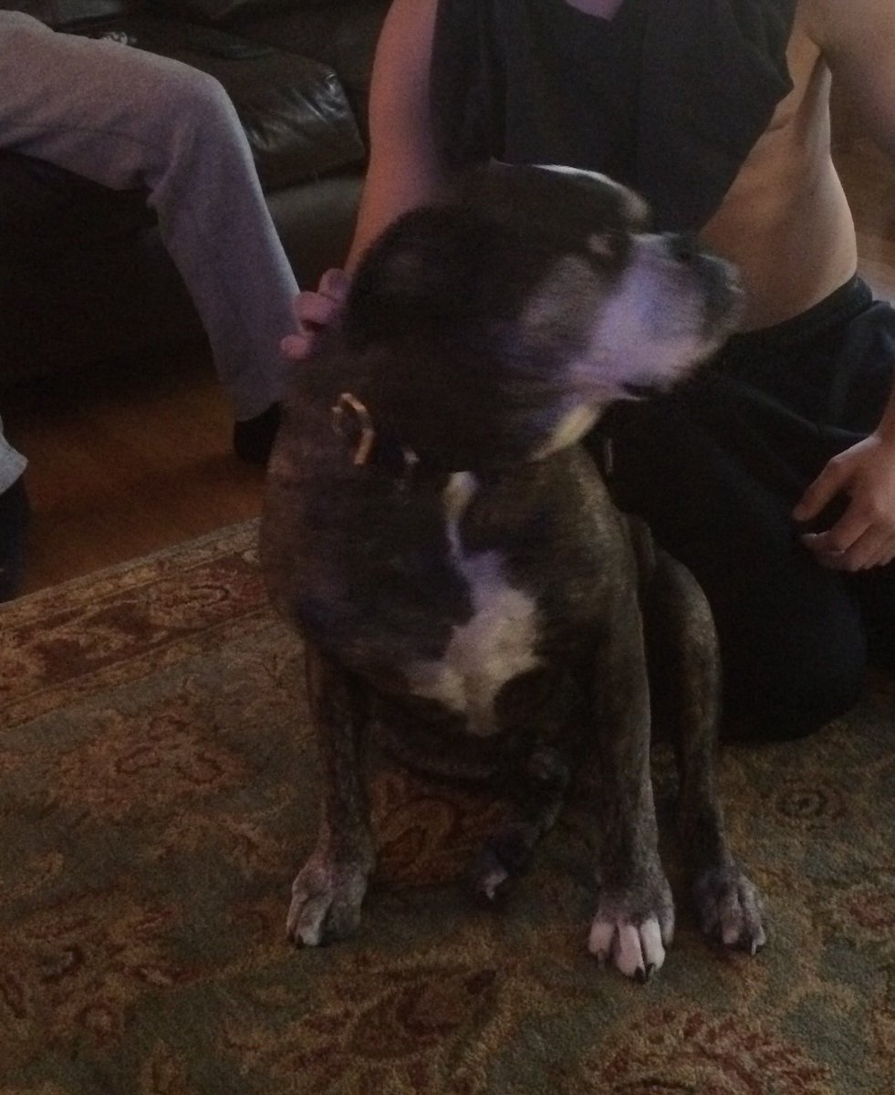 smacky99's tweet photo. Happy late national dog day to OTF Mugsy https://t.co/Taa5GqzF47