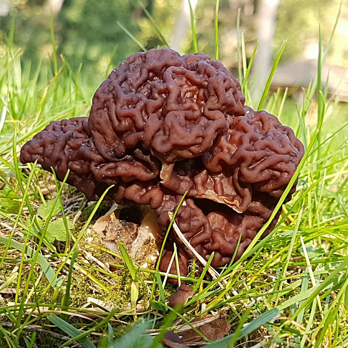 BHeulsen's tweet photo. Welke #zwam is dit. #voorjaarskluifzwam ? #natuurprikkels https://t.co/PPrYh2YctN