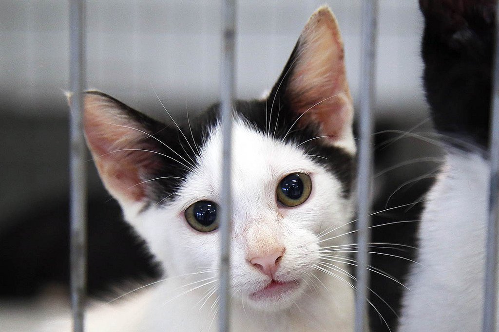 Apenas lembrando: Feira de Adoção de Cães e Gatos acontece na <a href="/VilaBelmiro/">Vila Belmiro</a> nesse sábado! 🐶🐱 #MuitoAlémDoFutebol

⇨ bit.ly/Adoçao2503