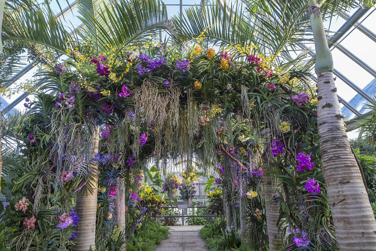 Orchid Show at Chicago Botanic Garden