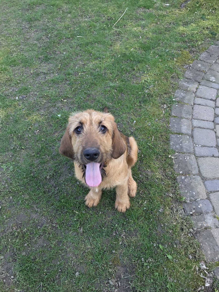 Lucy281016's tweet photo. #dogsoftwitter #dog #garden #Briard #Bloodhound https://t.co/QQtBFtuJ4q