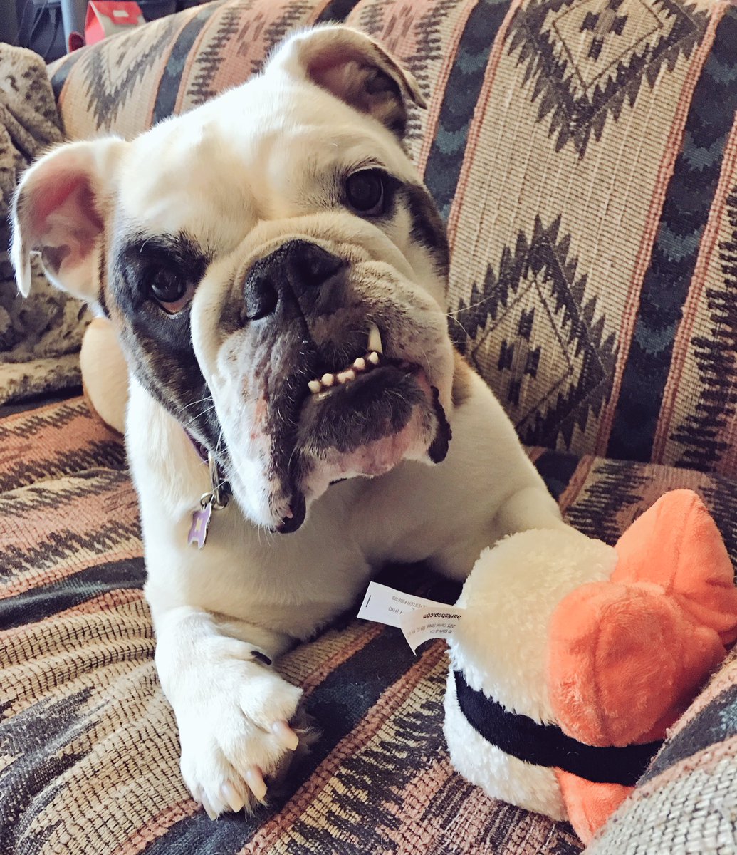 biohazardrayne's tweet photo. #barkbento I love this theme! Priscilla love it too!!! #bully #bullydog #barkbox #cutie #sushi https://t.co/PD9okB23Fr