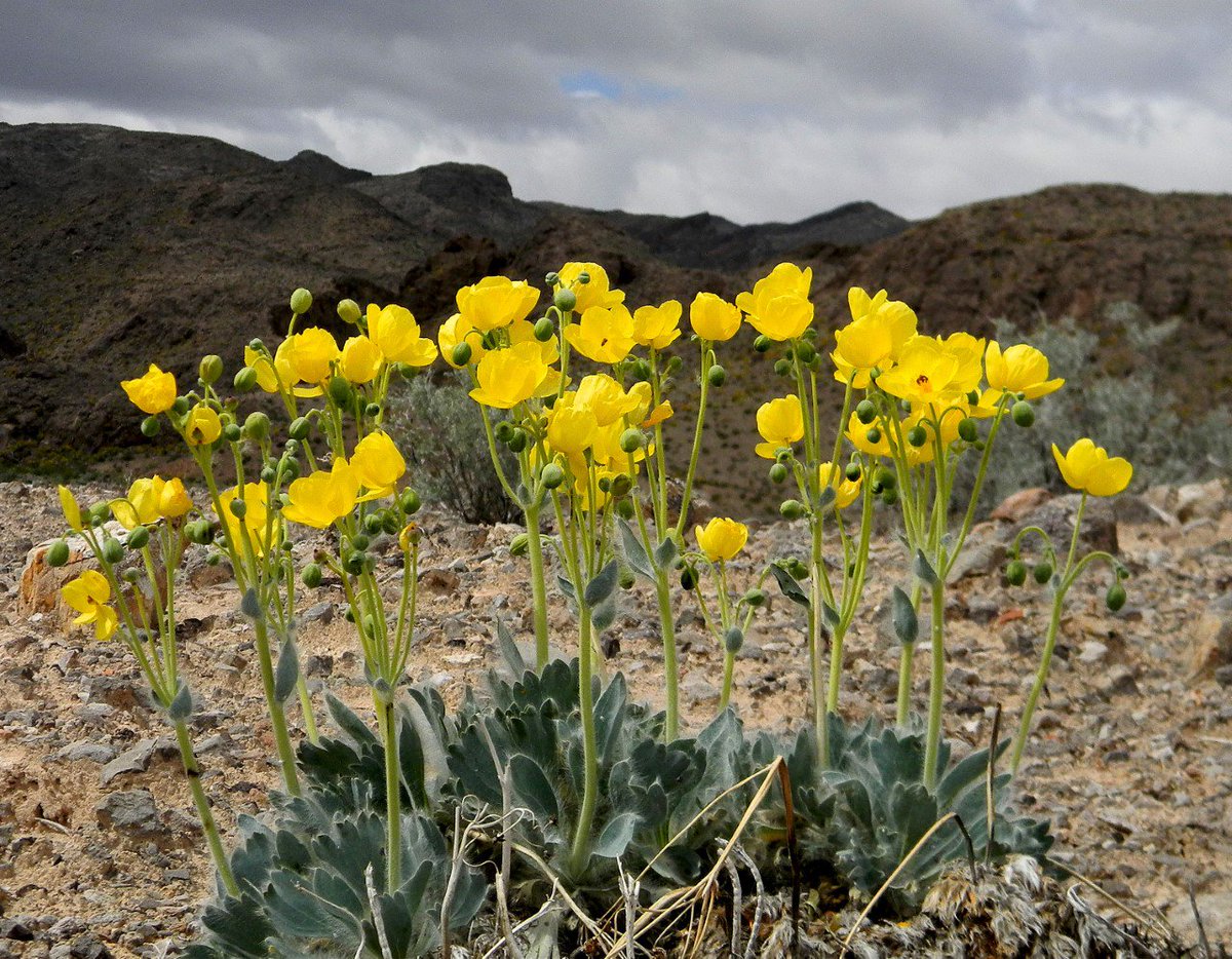 KevinJanison's tweet photo. Wildflowers are blooming out near Lake Mead! Thanks Rick Martin for taking the hike and pics!  @News3LV https://t.co/uzLuhuIgLw