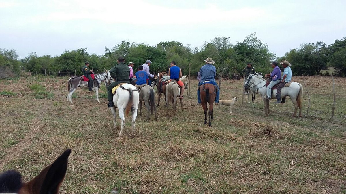 alcaldiachima's tweet photo. @PoliciaColombia @PoliciaDECOR #Echima Realizó Cabalgata Ecológica en la Ciénaga grande de Chimá, viendo problemática con CVS y Alcaldía. https://t.co/Hp1jWeJLqH