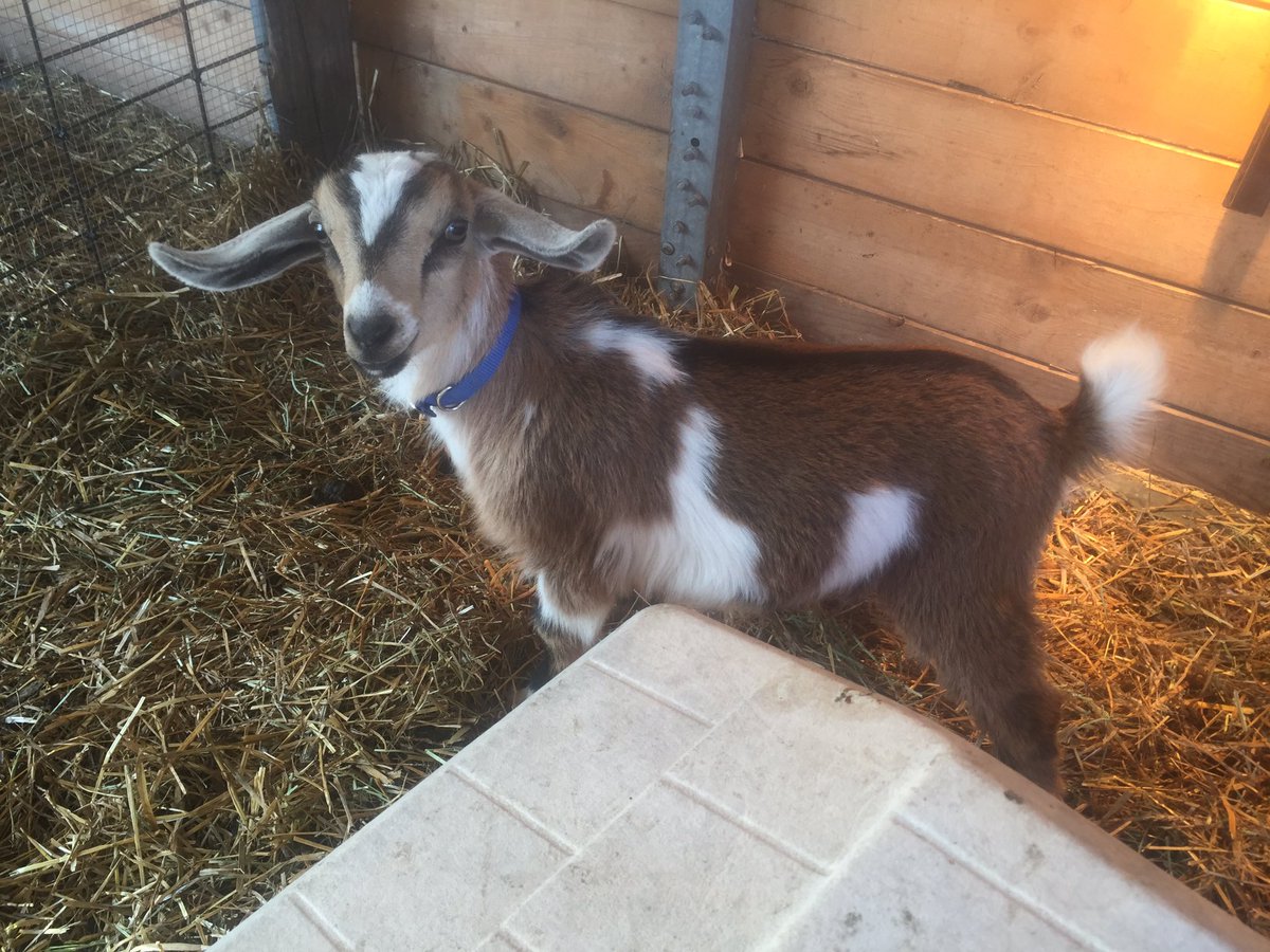 Mrs_R_Miller's tweet image. #GoatFun #KinderGoats #SolidRockKinders #GoatsForSale #SelfSuffiency #FarmLife #Funny #BabyGoats #AnimalsPlaying