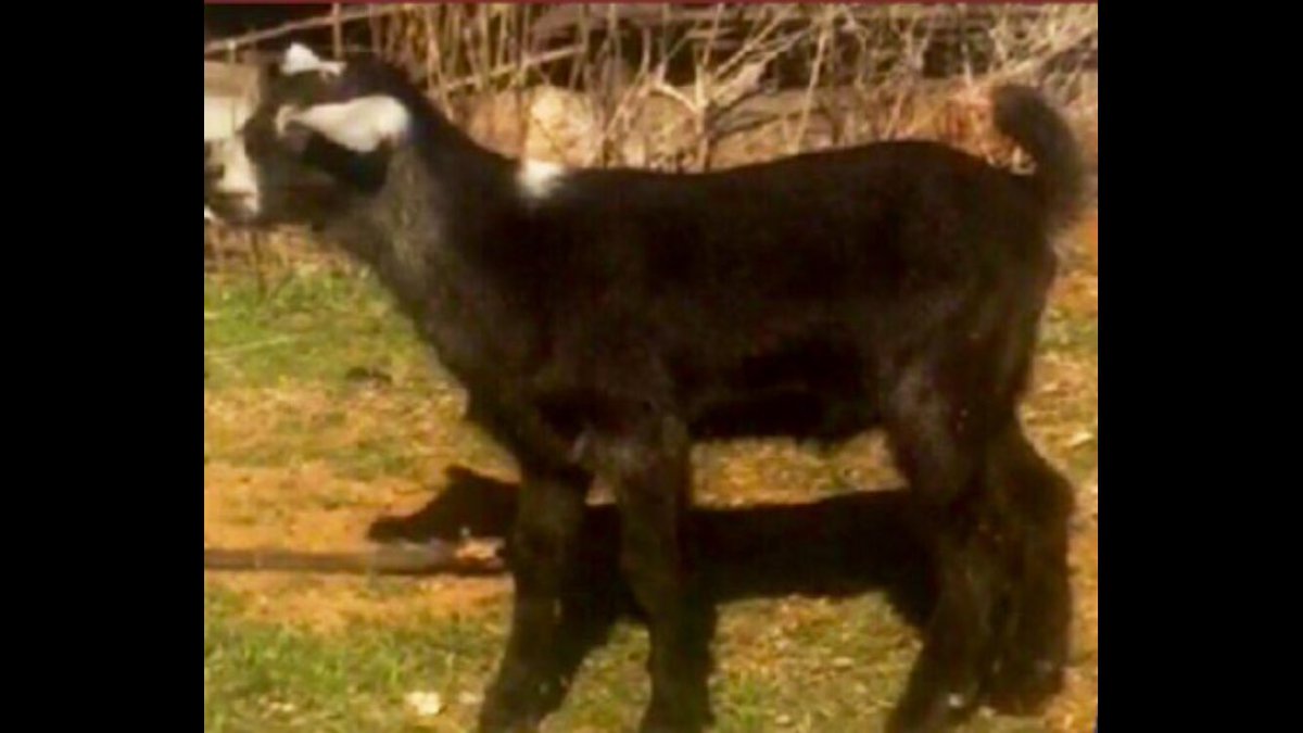 Mrs_R_Miller's tweet image. #GoatFun #KinderGoats #SolidRockKinders #GoatsForSale #SelfSuffiency #FarmLife #Funny #BabyGoats #AnimalsPlaying