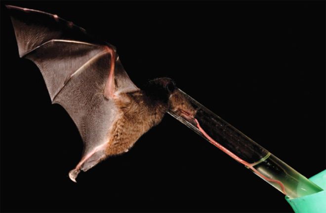 Strange_Animals's tweet photo. Tube-lipped nectar bats have the longest tongue relative to body size of any mammal (one and a half times the length of its body!) https://t.co/UdD7bzJa2Q