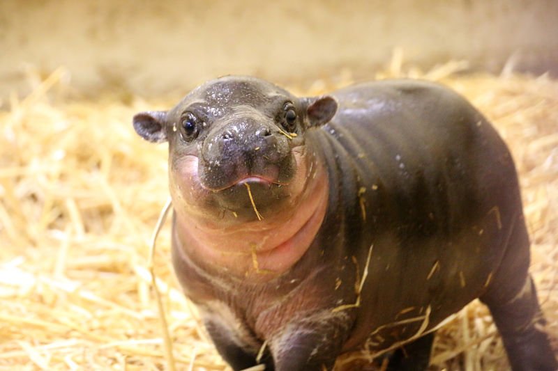 Gizmodo's tweet photo. This baby pygmy hippo is the cutest thing on planet Earth https://t.co/7leLUqJi4I https://t.co/MpocKjCBEk