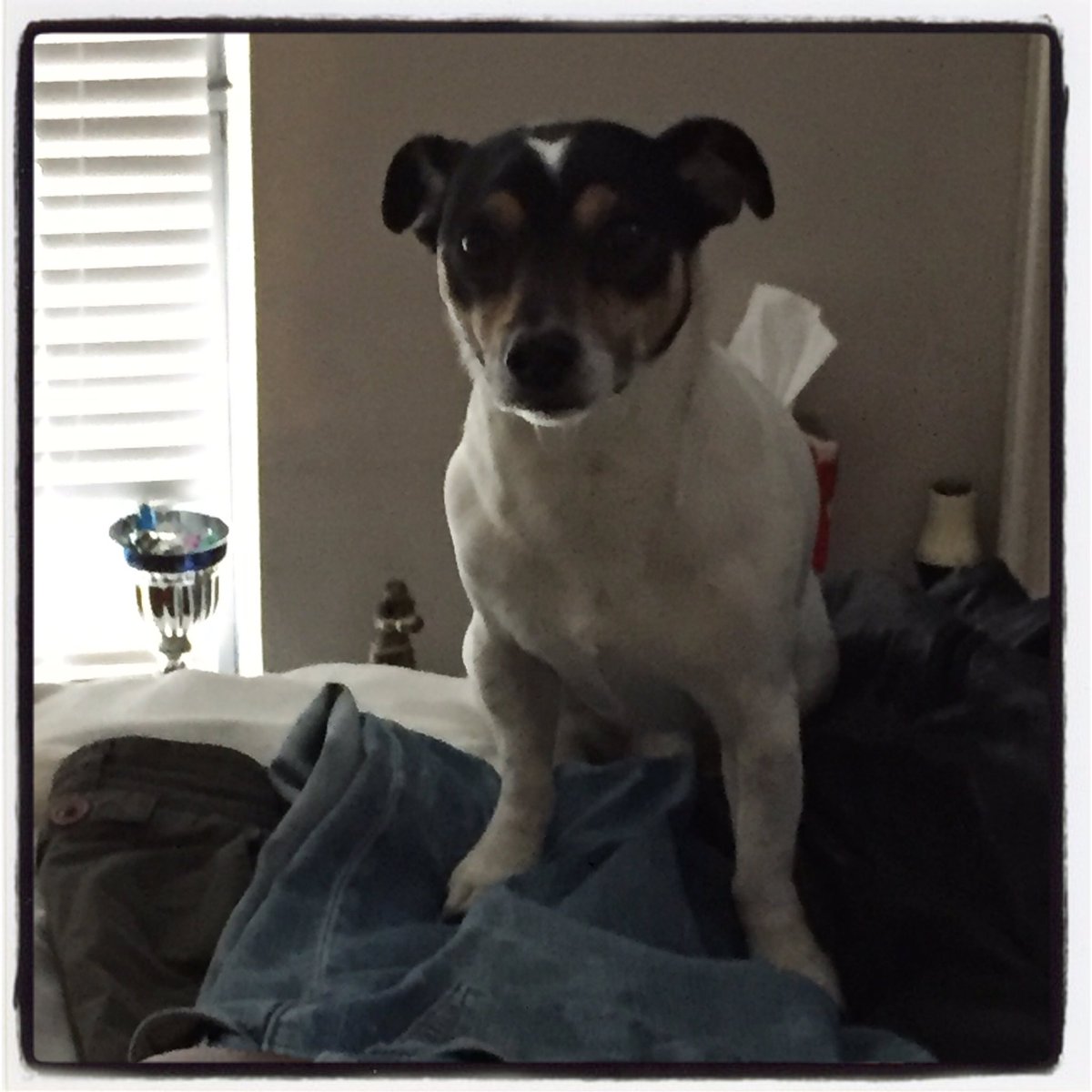 MrandMrsSniff's tweet photo. See if I stand on his jeans then he can't pack them and go away! Genius 😉🐶 #jackrussellterrier #jackrussellterrier #jackrussell #crossdog https://t.co/Hg6vYIbgGo