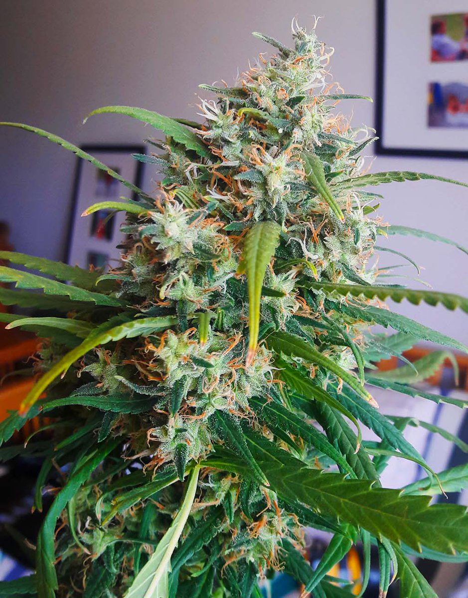 Royal Queen Seeds On Twitter Our Lemon Shining Silver Haze Is Popular For Its Characteristic Fragance Strong Effects And Good Yield Https T Co Jxlpbp36ln Https T Co Niofsm4syq