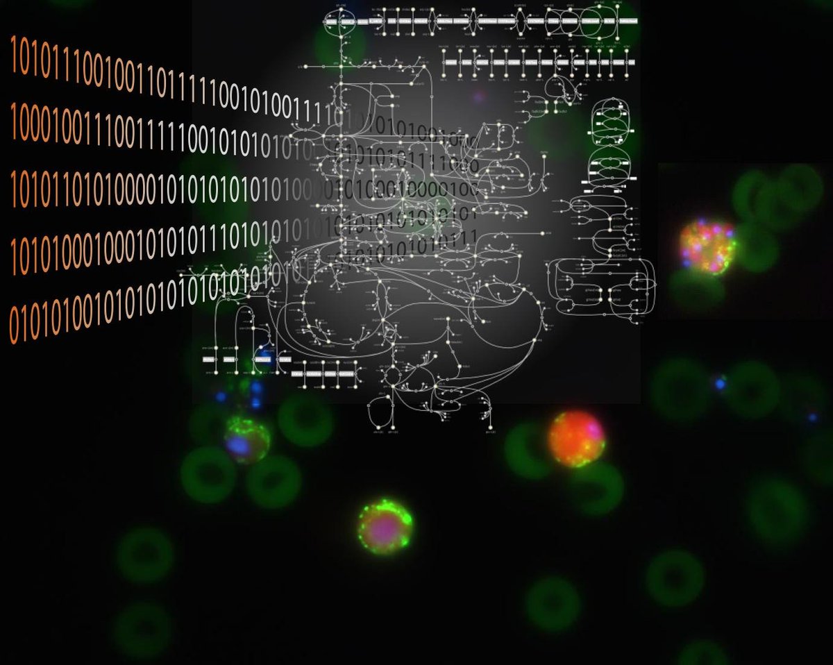 EPFL's tweet image. Un nouveau modèle pour la #malaria, une nouvelle génération de thérapies go.epfl.ch/eFyb5 #epflSV