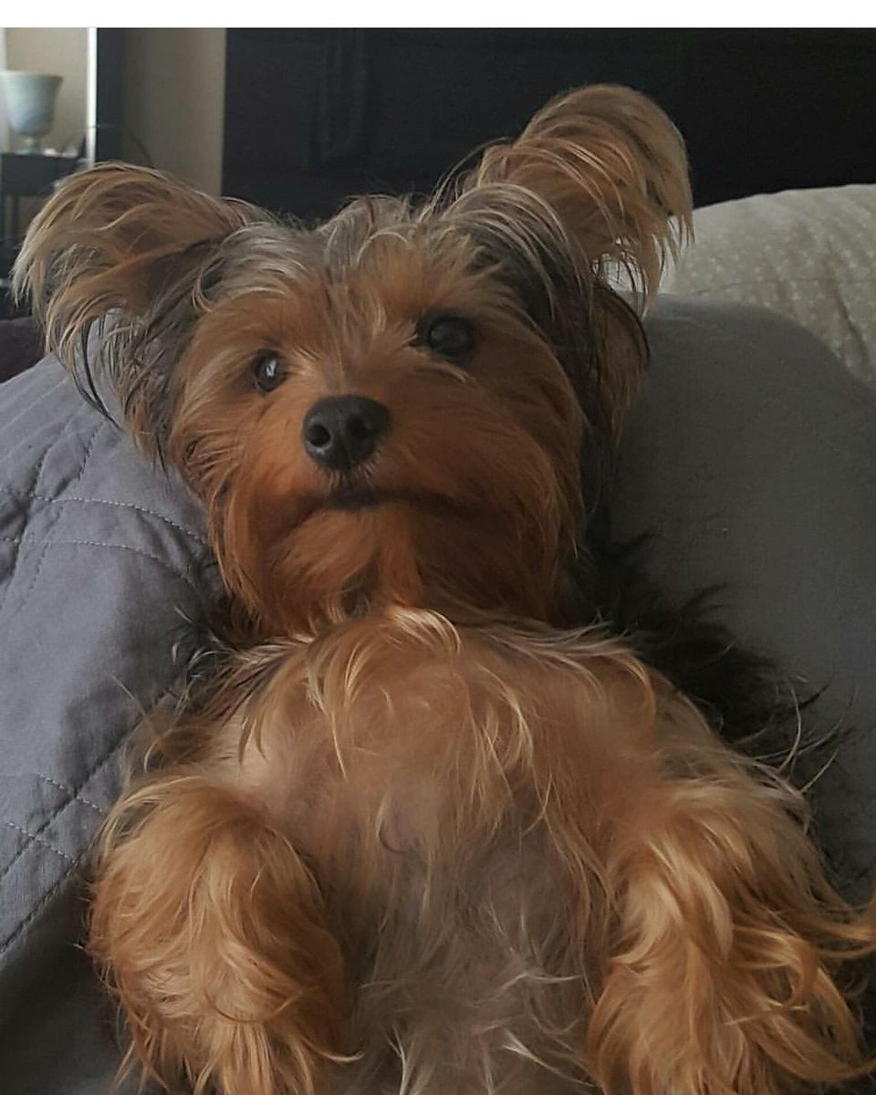 Campbells_Pest's tweet photo. Its Friday and National Puppy dog day, share your pics of your favorite pups!! @SGTpawsPCS #nationalpuppyday #bellodomanipool #TGIFriday https://t.co/OkRo1sPFt7