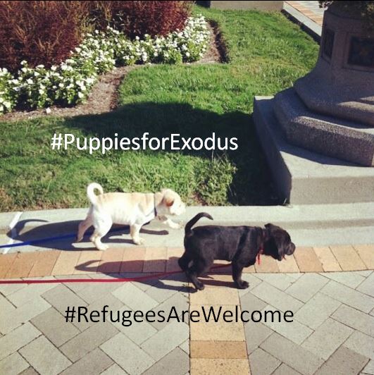 Please donate to @Exodus_Refugee! We have tough competition this round, but... #puppiesforexodus #refugeesarewelcome tinyurl.com/hc3jhmj