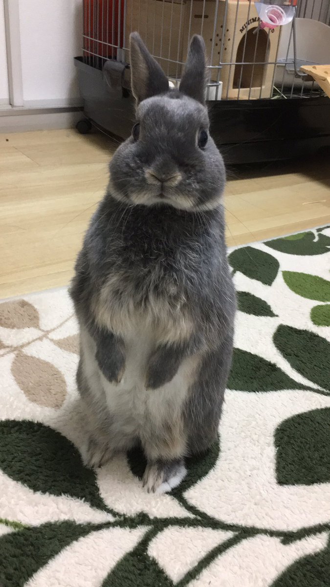 GINTA🐰 on X: GINTA🐰 on X: