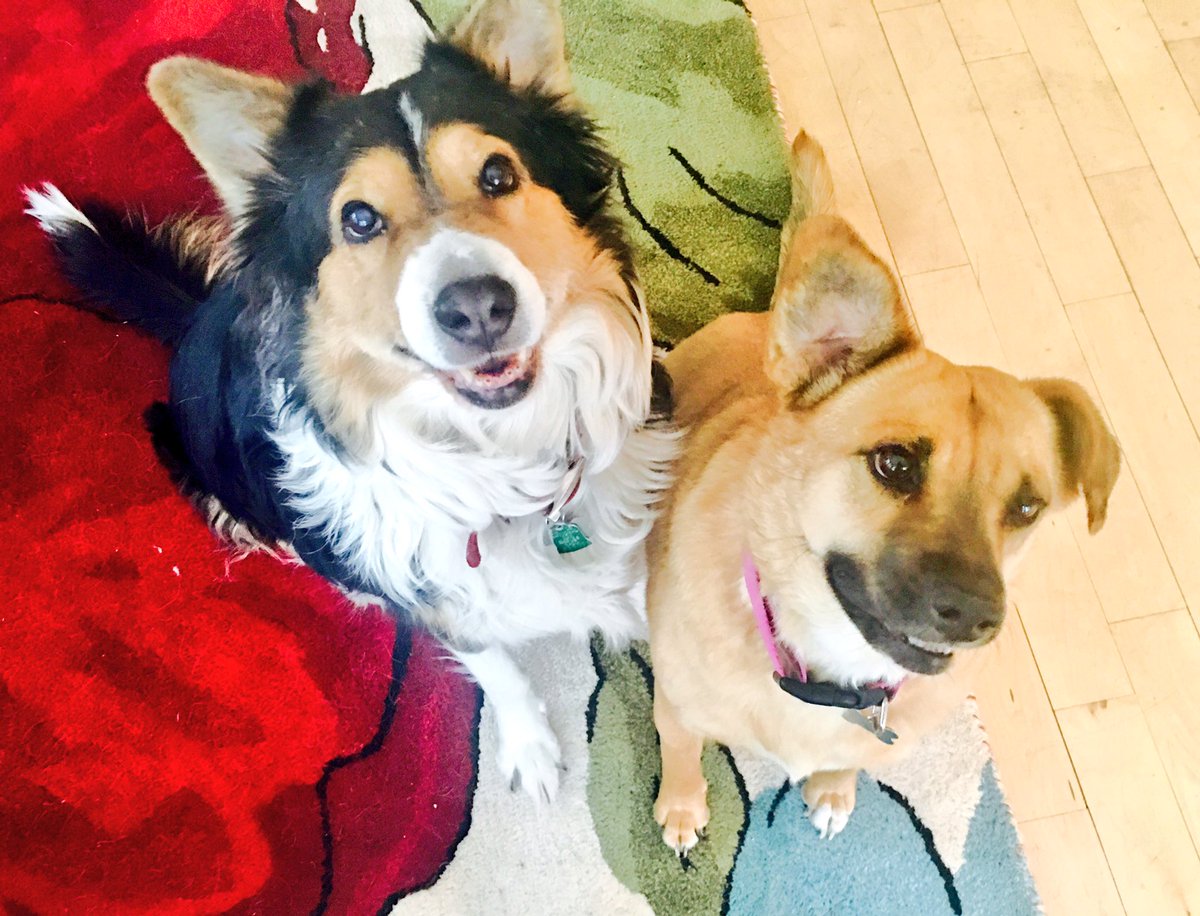 lovemomabird's tweet image. #HeyNext Our wolves R very confused about this spring weather.
#NoSpringHere #NoWolfHere