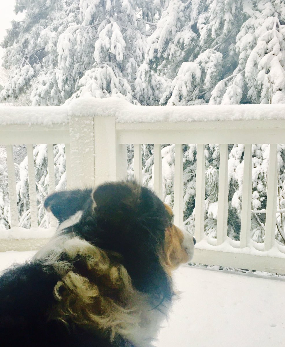 lovemomabird's tweet image. #HeyNext Our wolves R very confused about this spring weather.
#NoSpringHere #NoWolfHere